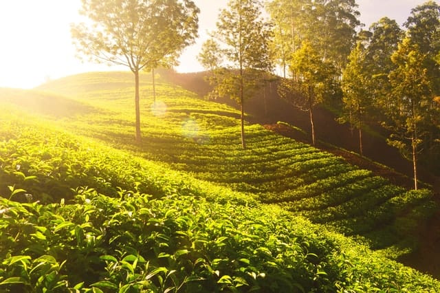 green-tea-go-to-market strategy-angel-investors-grocery-marketing